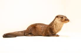 Attēlu rezultāti vaicājumam “Lutra lutra”