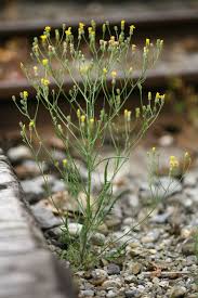 Attēlu rezultāti vaicājumam “Crepis tectorum”