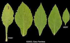 Attēlu rezultāti vaicājumam “Solidago virgaurea leaf”