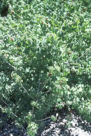 Attēlu rezultāti vaicājumam “Lonicera xylosteum leaf”