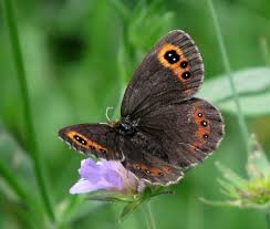 Attēlu rezultāti vaicājumam “Erebia aethiops upperside”