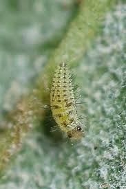 Attēlu rezultāti vaicājumam “Psyllobora vigintiduopunctata larva”