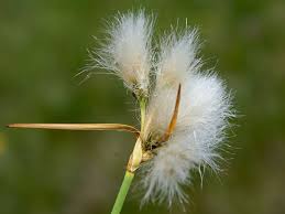Attēlu rezultāti vaicājumam “Eriophorum angustifolium flower”