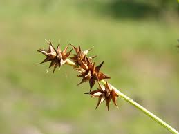Attēlu rezultāti vaicājumam “Carex echinata”