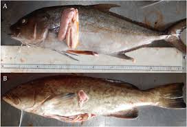 Image result for Seriola rivoliana