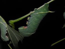 Attēlu rezultāti vaicājumam “Laothoe populi larva”