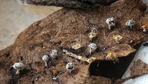 Attēlu rezultāti vaicājumam “Didymium aggregatum spores”