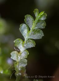 Attēlu rezultāti vaicājumam “Harpanthus flotovianus”