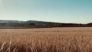 Image result for Ampthill and Flitwick Flyers