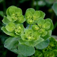 Attēlu rezultāti vaicājumam “Euphorbia helioscopia”