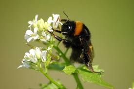 Attēlu rezultāti vaicājumam “Bombus terrestris”