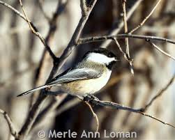 Image result for Poecile montana