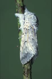 Attēlu rezultāti vaicājumam “Cerura vinula”