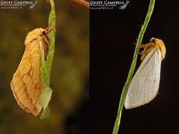 Attēlu rezultāti vaicājumam “Hepialus humuli male”
