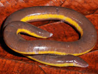 Image result for Eumegistus illustris