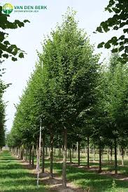 Attēlu rezultāti vaicājumam “Tilia platyphyllos Laciniata”