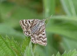 Attēlu rezultāti vaicājumam “Callistege mi”