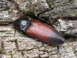 Attēlu rezultāti vaicājumam “Ampedus balteatus”