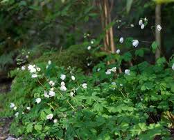 Attēlu rezultāti vaicājumam “Isopyrum thalictroides flower”