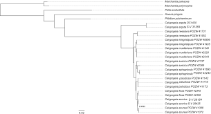 Attēlu rezultāti vaicājumam “Calypogeia neesiana”