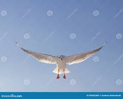 Attēlu rezultāti vaicājumam “Larus ridibundus juvenile”