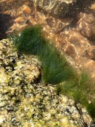 Attēlu rezultāti vaicājumam “Cladophora glomerata”