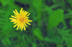 Attēlu rezultāti vaicājumam “Crepis paludosa flower”