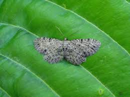 Attēlu rezultāti vaicājumam “Anticollix sparsata”