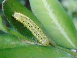 Attēlu rezultāti vaicājumam “Craniophora ligustri larva”