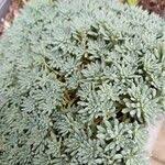 Attēlu rezultāti vaicājumam “Sedum pallidum leaf”