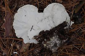 Attēlu rezultāti vaicājumam “Postia guttulata”