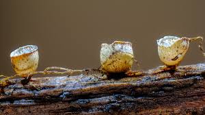 Attēlu rezultāti vaicājumam “Comatricha ellae macro”