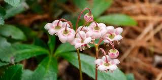 Attēlu rezultāti vaicājumam “Chimaphila umbellata bud”