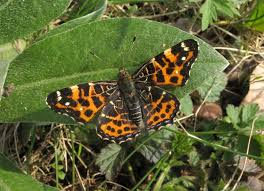 Attēlu rezultāti vaicājumam “Araschnia levana”