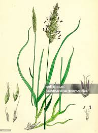 Attēlu rezultāti vaicājumam “Anthoxanthum odoratum”