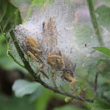 Attēlu rezultāti vaicājumam “Yponomeuta evonymella imago”