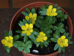 Attēlu rezultāti vaicājumam “Eranthis hyemalis flower”