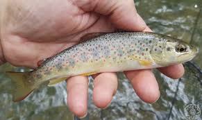 Image result for Salmo trutta trutta