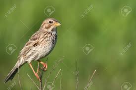 Image result for Emberiza calandra