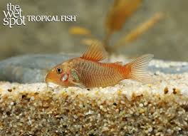 Image result for fish corydoras