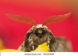 Attēlu rezultāti vaicājumam “Biston strataria”