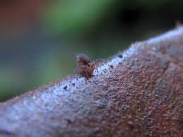 Attēlu rezultāti vaicājumam “Ptenothrix sp.”