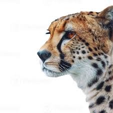 Afbeeldingsresultaat voor cheeta