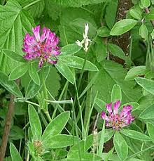 Attēlu rezultāti vaicājumam “Trifolium medium bud”