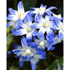 Attēlu rezultāti vaicājumam “Scilla luciliae”