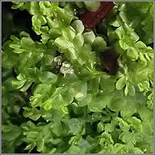 Attēlu rezultāti vaicājumam “Chiloscyphus pallescens”