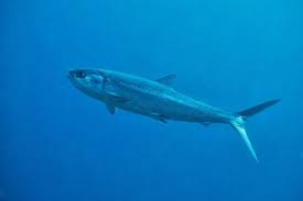 Image result for Chanos chanos