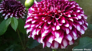 Image result for Dahlia x pinnata `Pompon Lilliput`