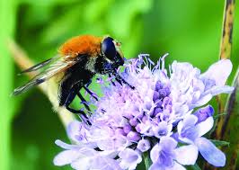 Attēlu rezultāti vaicājumam “Sericomyia sp.”