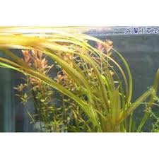 「水蘭」的圖片搜尋結果